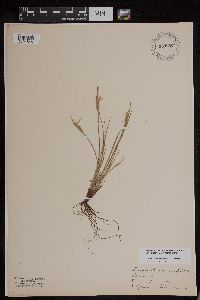 Sisyrinchium campestre image