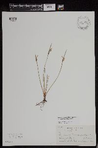 Sisyrinchium campestre image