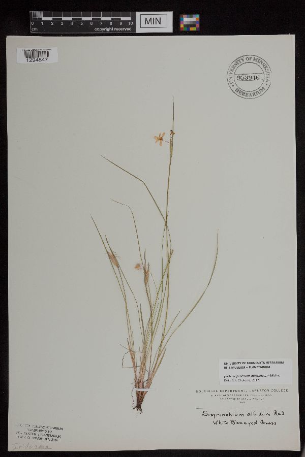 Sisyrinchium mucronatum image