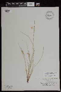 Media resource of Sisyrinchium mucronatum