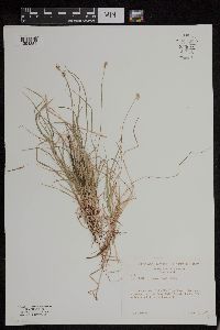 Carex peckii image