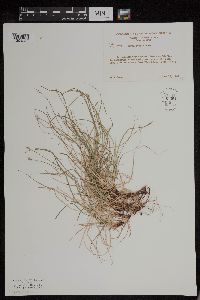 Carex peckii image