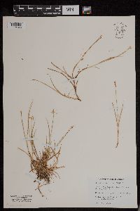 Carex pauciflora image