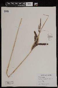 Carex obnupta image