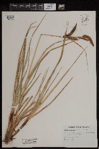Carex obnupta image