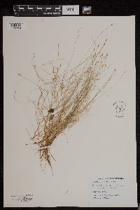 Carex leptalea image