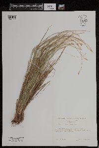 Carex geyeri image
