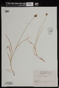 Carex microptera image