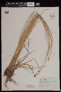 Carex cusickii image