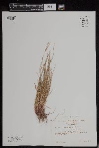 Carex deflexa var. boottii image