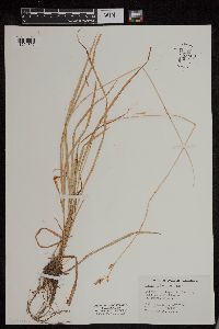 Carex bolanderi image
