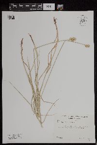 Carex bebbii image