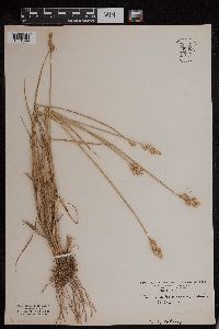 Carex albolutescens image