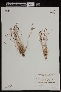 Bulbostylis capillaris image