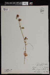 Cuscuta epithymum image