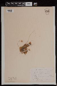 Media resource of Cuscuta cuspidata