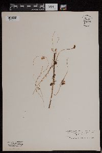 Cuscuta gronovii image