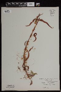 Media resource of Cuscuta polygonorum