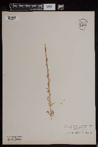 Cuscuta pentagona image
