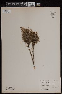 Juniperus virginiana image