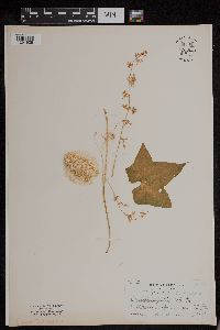 Echinocystis lobata image
