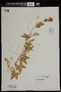Echinocystis lobata image