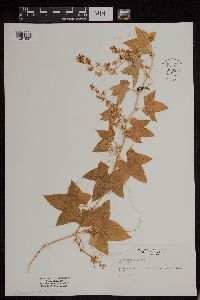 Echinocystis lobata image