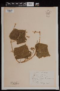 Media resource of Sicyos angulatus