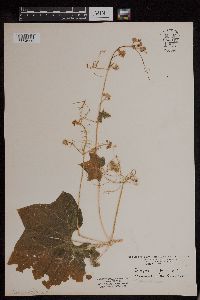 Sicyos angulatus image