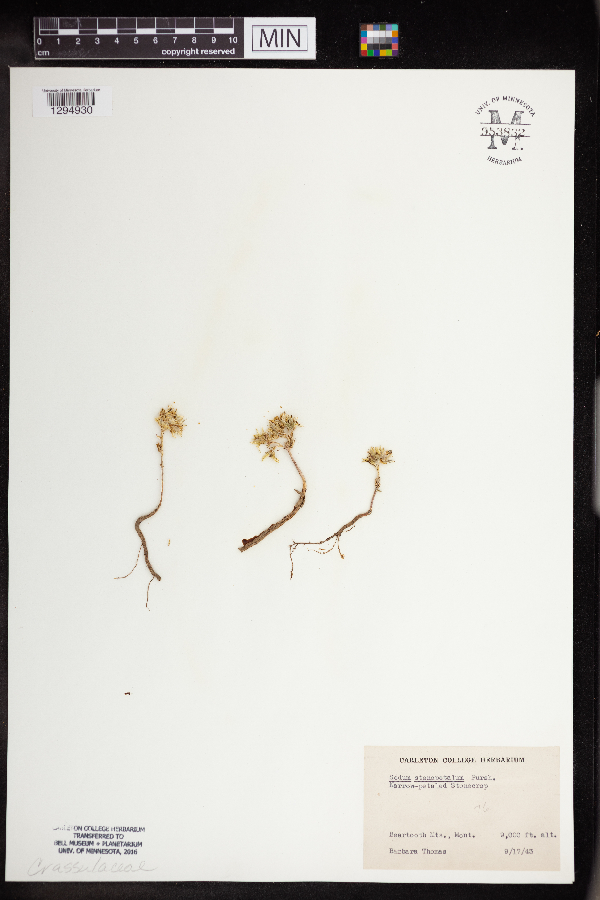 Sedum stenopetalum image