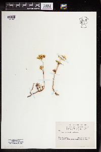 Sedum stenopetalum image