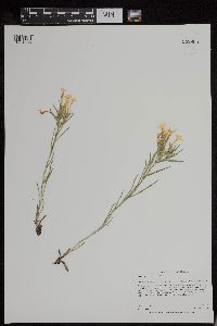 Lithospermum incisum image