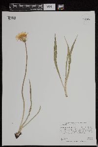 Agoseris glauca image