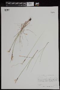 Sisyrinchium campestre image