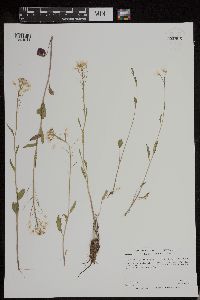 Cardamine bulbosa image