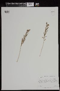 Comandra umbellata image