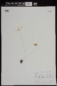 Media resource of Oxalis violacea