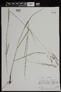 Panicum virgatum image