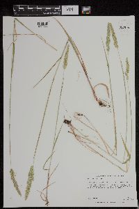 Sphenopholis obtusata image