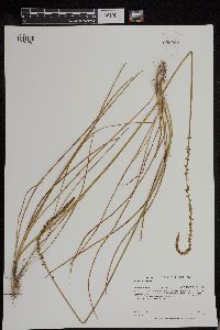 Triglochin maritima image