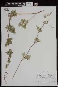 Thalictrum dasycarpum image