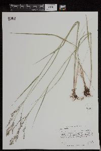 Panicum virgatum image