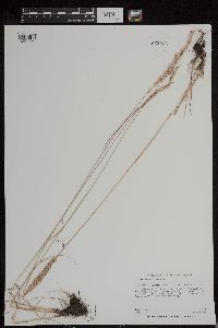 Calamagrostis stricta image