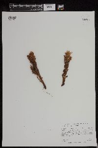 Aphyllon ludovicianum image