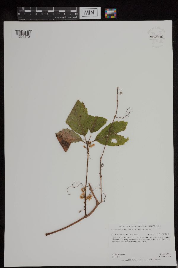 Cuscuta gronovii var. gronovii image