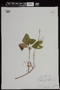 Cuscuta gronovii image