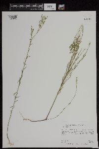 Linum sulcatum image