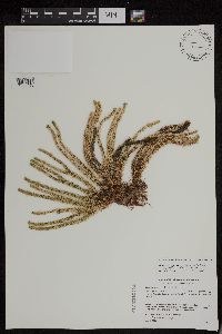 Huperzia appressa image