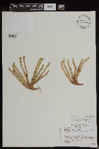 Huperzia appressa image