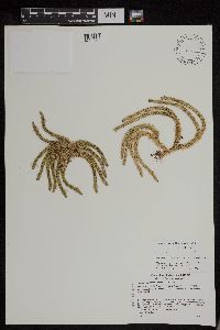 Huperzia appressa image